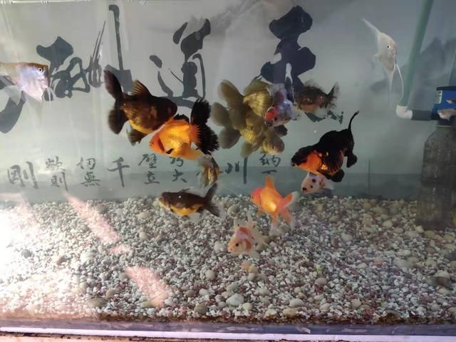 观赏鱼过滤系统解析（观赏鱼的过滤系统）