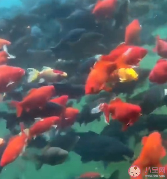 趵突泉的锦鲤胖成猪鲤是怎么回事 为什么趵突泉的锦鲤这么肥