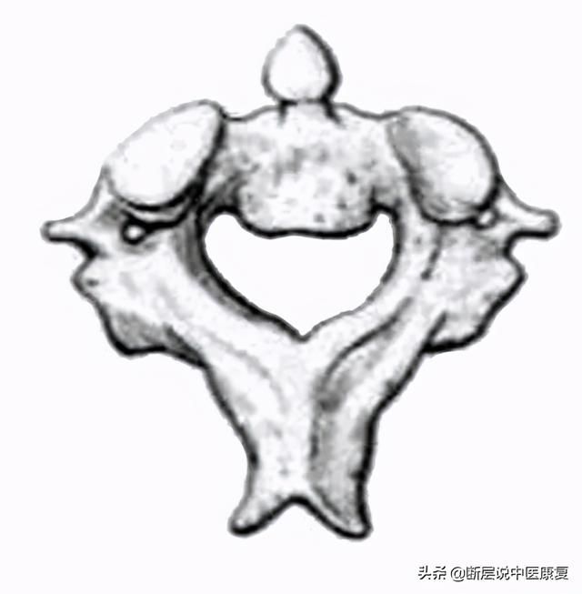 骨学解剖手绘图（全身骨骼系统手绘精美解剖图分享）(4)