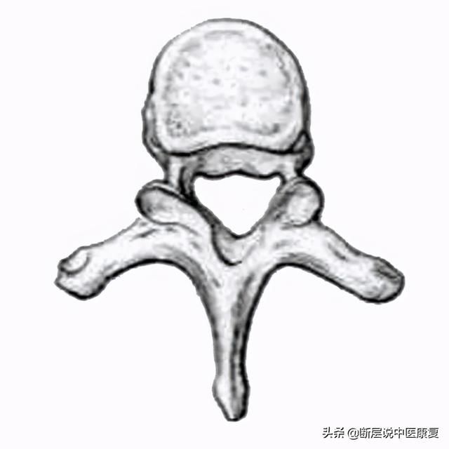 骨学解剖手绘图（全身骨骼系统手绘精美解剖图分享）(6)