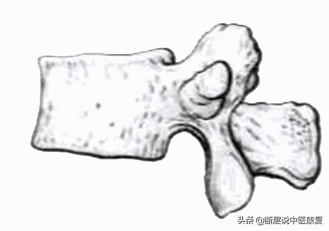 骨学解剖手绘图（全身骨骼系统手绘精美解剖图分享）(8)