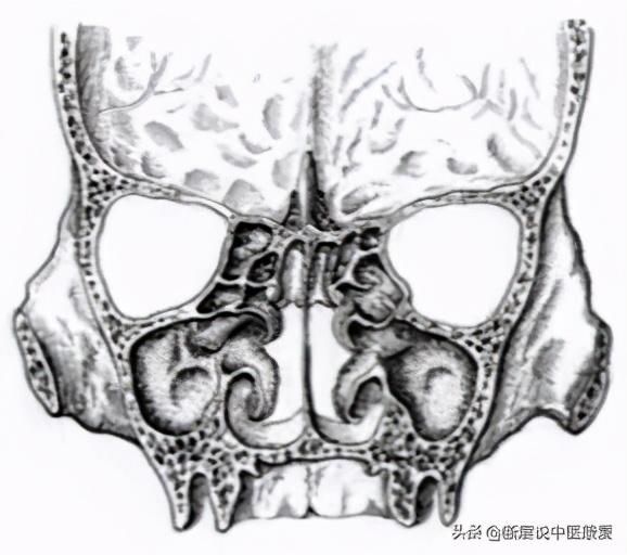 骨学解剖手绘图（全身骨骼系统手绘精美解剖图分享）(16)