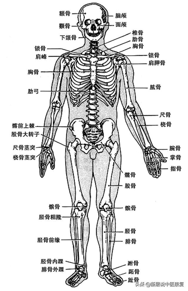 骨学解剖手绘图（全身骨骼系统手绘精美解剖图分享）(2)