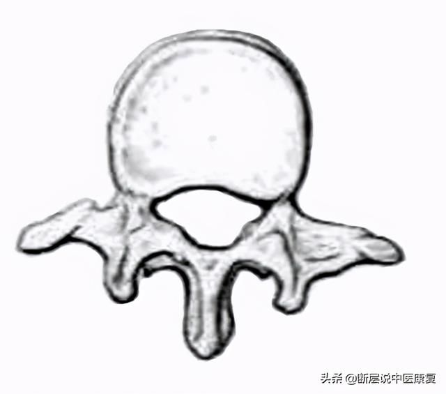 骨学解剖手绘图（全身骨骼系统手绘精美解剖图分享）(7)