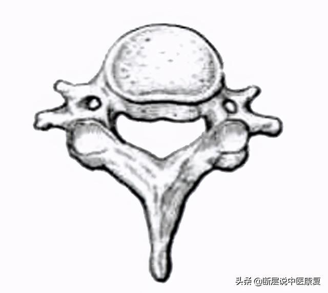 骨学解剖手绘图（全身骨骼系统手绘精美解剖图分享）(5)
