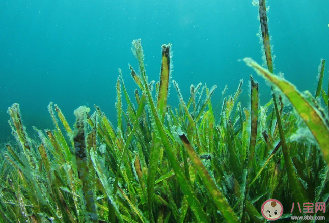 蚂蚁森林哪些藻类可以发光 蚂蚁森林神奇海洋2月17日答案