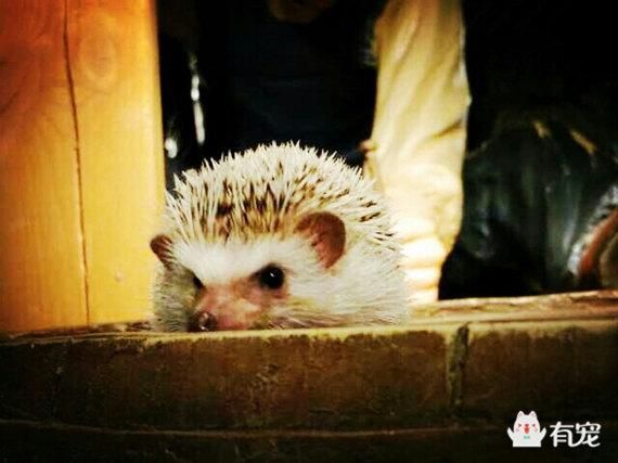 刺猬过冬保暖（刺猬过冬加温设施大测评）(6)