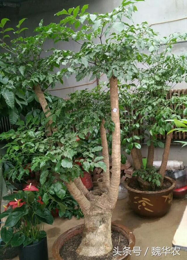 幸福树叶子掉光枝干干枯还能活吗（幸福树新叶萎蔫干枯）(1)
