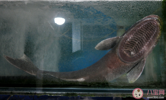 海洋生物上有着免费旅行家之称的是什么 神奇海洋3月3日答案解析