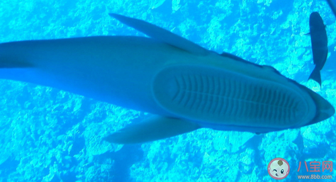 海洋生物上有着免费旅行家之称的是什么 神奇海洋3月3日答案解析
