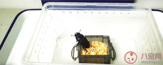 海关工作犬嗅出6只活体甲虫是怎么回事 活体甲虫有什么危害