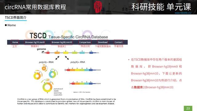 三种rna的结构和功能表格（最全最细致的circRNA数据库使用指南）(4)