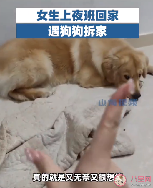 女生下班发现狗狗拆家收拾到凌晨 为什么狗狗喜欢拆家