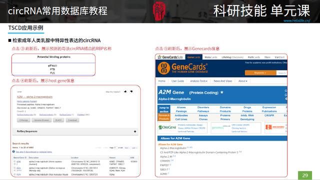 三种rna的结构和功能表格（最全最细致的circRNA数据库使用指南）(5)