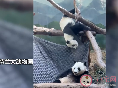 网友突击式<font color='red'>检查</font>世界各地大熊猫 外国哪个大熊猫最幸福