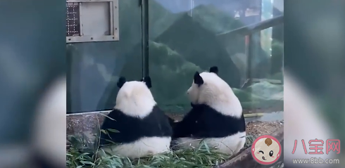 网友突击式检查世界各地大熊猫 外国哪个大熊猫最幸福