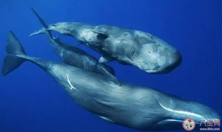 世界上现存最大的齿鲸生物是 神奇海洋3月10日答案