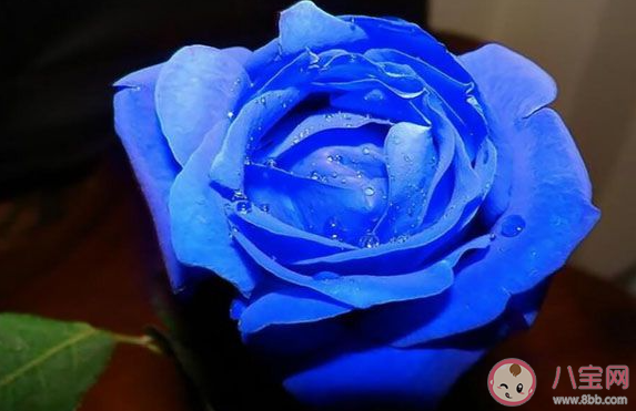 蓝色妖姬的蓝色玫瑰花通常来自 蚂蚁庄园3月11日答案最新