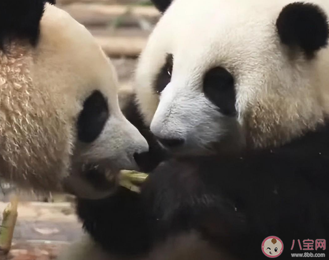 花花流眼泪是怎么了 花花是如何成为熊猫中的顶流