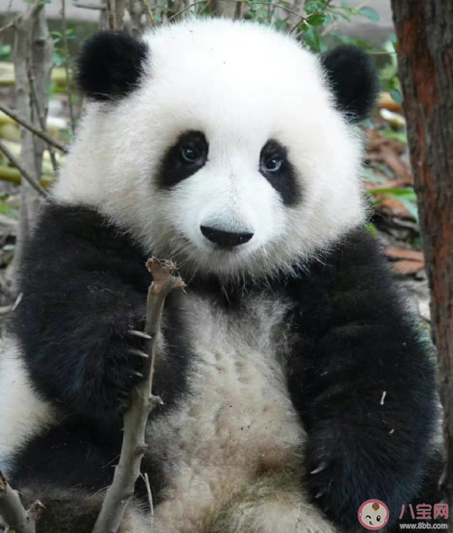 熊猫花花是如何成为顶流的 花花流眼泪是怎么回事