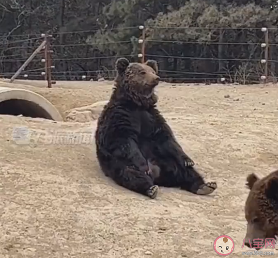 动物园棕熊能懂人话被质疑是人假扮 棕熊有多聪明