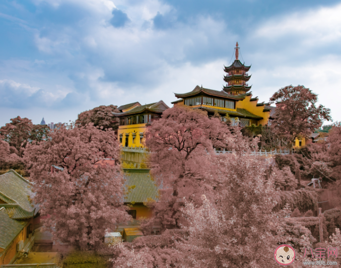 鸡鸣寺游客爆满设反悔门引导离寺 鸡鸣寺为什么这么火