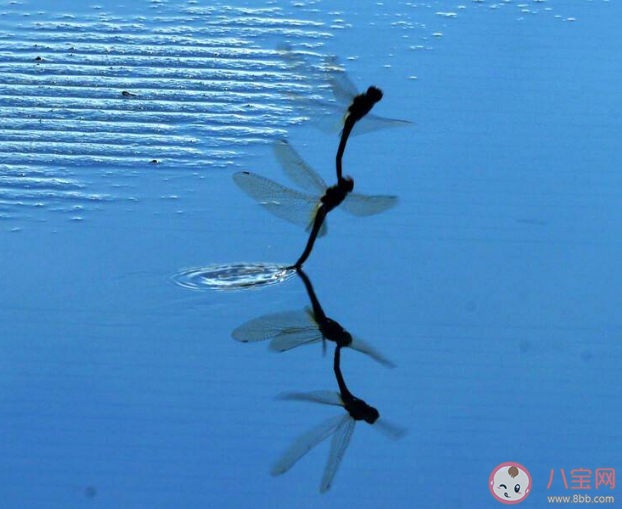 蚂蚁庄园为什么蜻蜓会点水 3月24日答案介绍