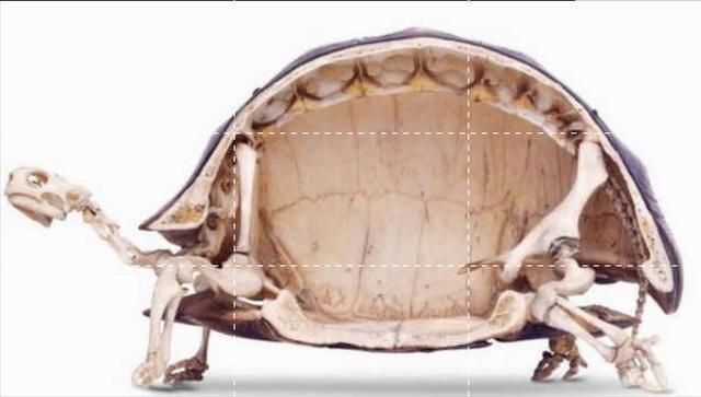 乌龟的呼吸器是什么样的（闲聊一下乌龟的内部结构-呼吸系统）