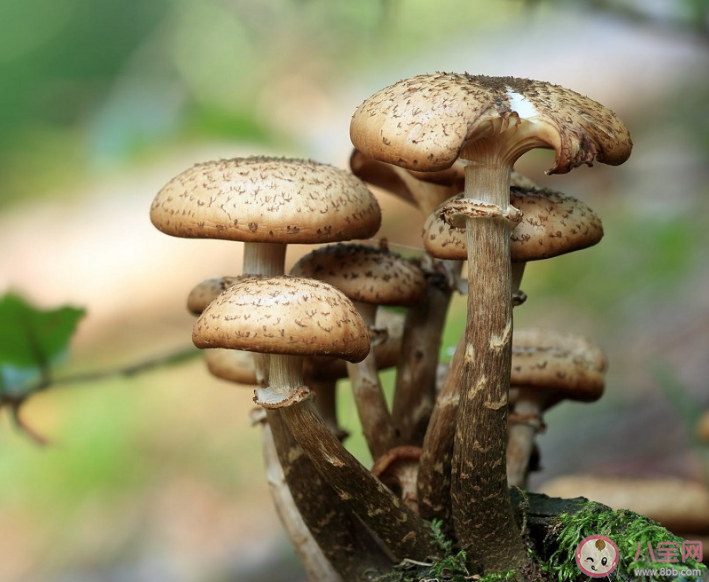 误食野生毒蘑菇怎么办 野生蘑菇烹饪要注意什么
