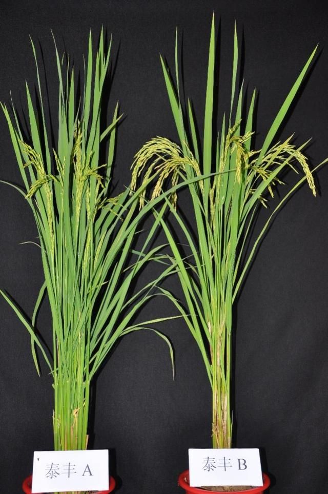 杂交稻高效种植技术（打破杂交稻高产不优质）(3)