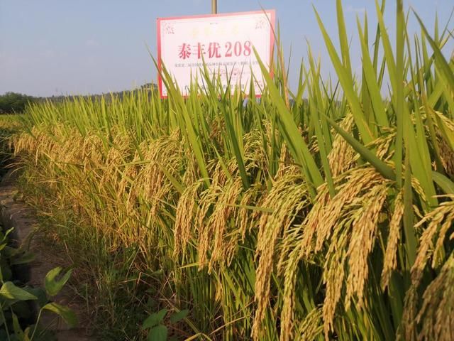 杂交稻高效种植技术（打破杂交稻高产不优质）(4)