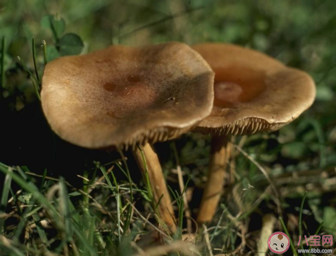 误食野生毒蘑菇怎么办 野生蘑菇烹饪要注意什么