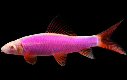 转基因鱼类的应用（五颜六色的荧光小鱼）(14)