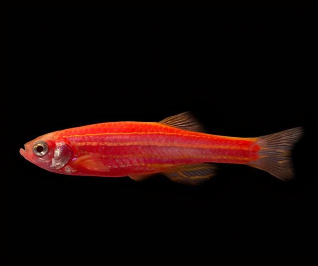 转基因鱼类的应用（五颜六色的荧光小鱼）(7)