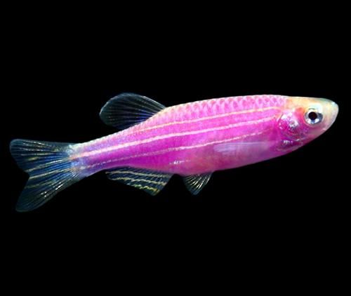 转基因鱼类的应用（五颜六色的荧光小鱼）(5)