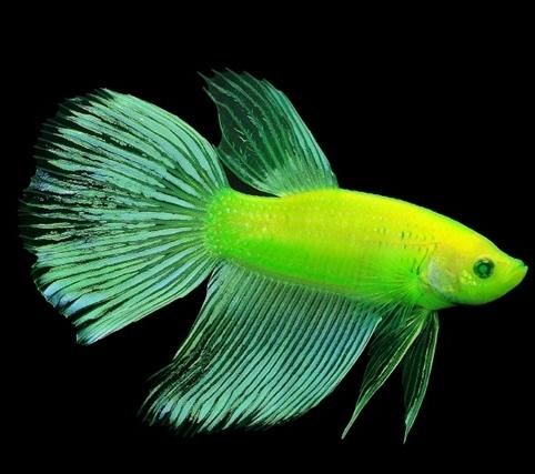 转基因鱼类的应用（五颜六色的荧光小鱼）(20)