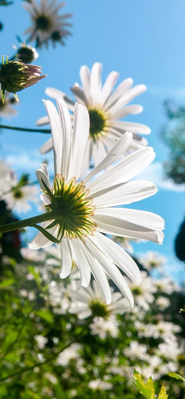 高清苹果手机壁纸菊花（清新的小菊花壁纸）(9)