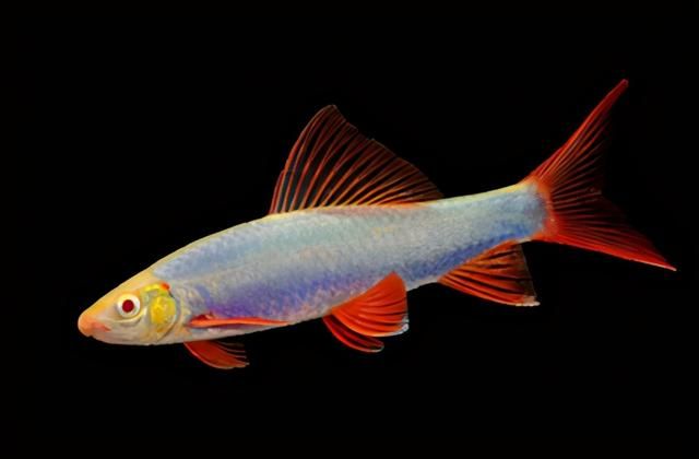 转基因鱼类的应用（五颜六色的荧光小鱼）(13)