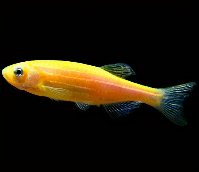 转基因鱼类的应用（五颜六色的荧光小鱼）(6)