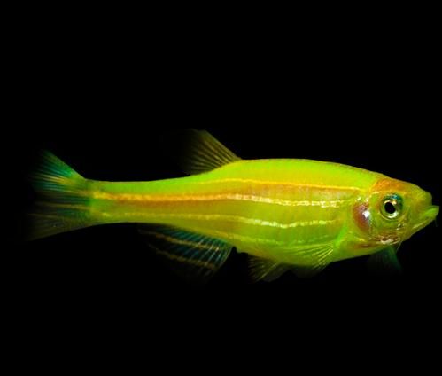 转基因鱼类的应用（五颜六色的荧光小鱼）(4)