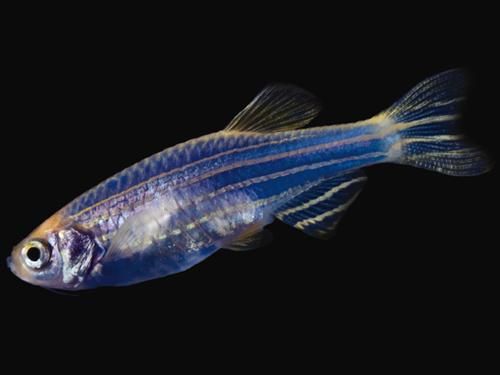 转基因鱼类的应用（五颜六色的荧光小鱼）(3)