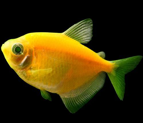 转基因鱼类的应用（五颜六色的荧光小鱼）(16)