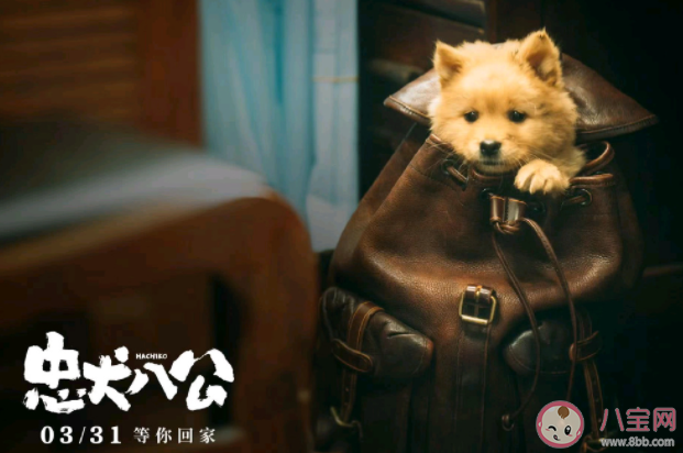 《忠犬八公》影评美篇 《忠犬八公》好不好看