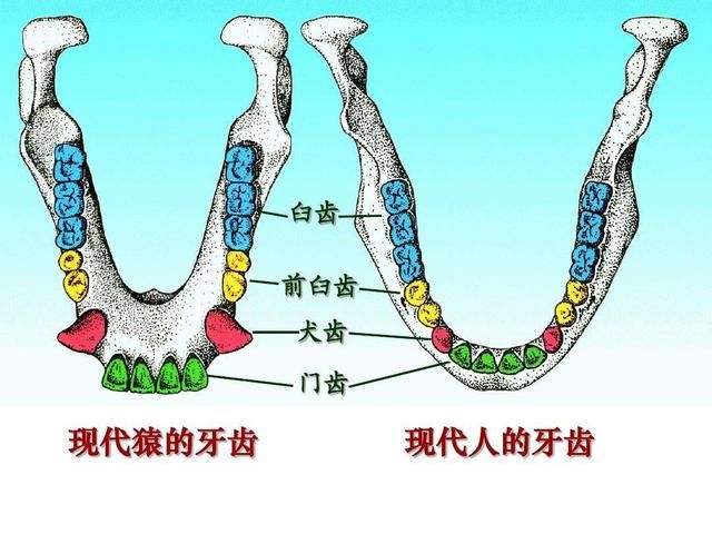 人类起源dna证据：人类起源于非洲是如何论证的(2)