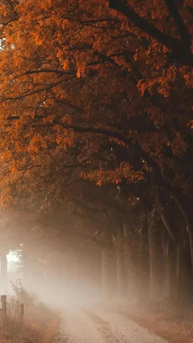 养眼小米高清壁纸：养眼的手机壁纸(14)