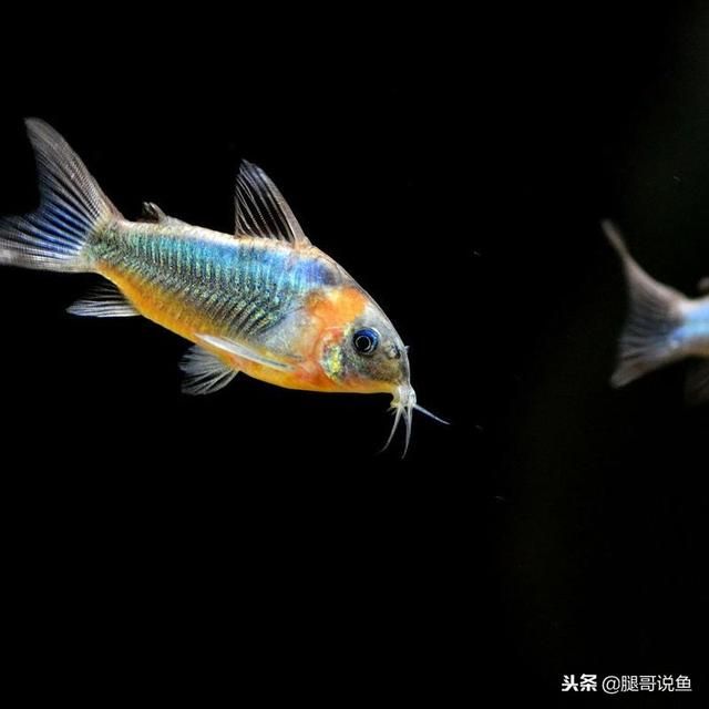 鼠鱼为什么不建议养 可以当观赏鱼来饲养的工具鱼(7)