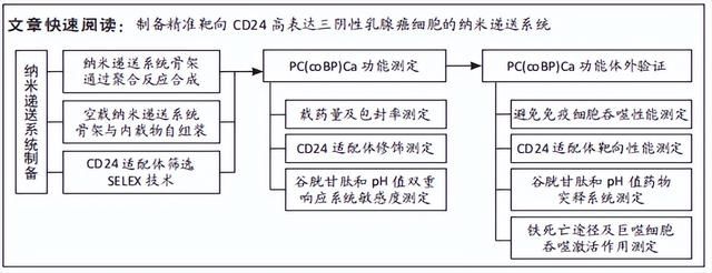 靶向自组装肽抑制乳腺癌进展 精准靶向CD24高表达三阴性乳腺癌细胞纳米递送系统的制备及体外验证