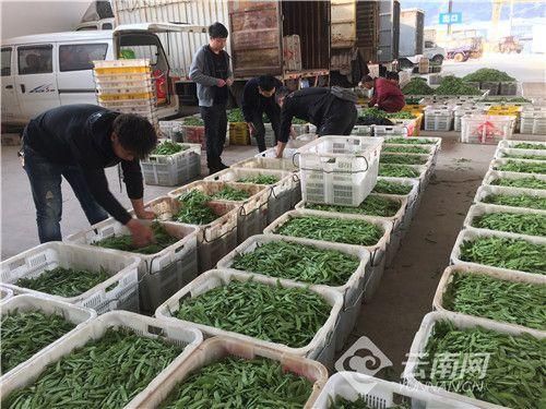 大理祥云今年的青豌豆销路 云南易门科技点豆成金
