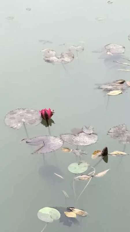 华人手机摄影征稿启事（手拍世界手机摄影平台）(12)