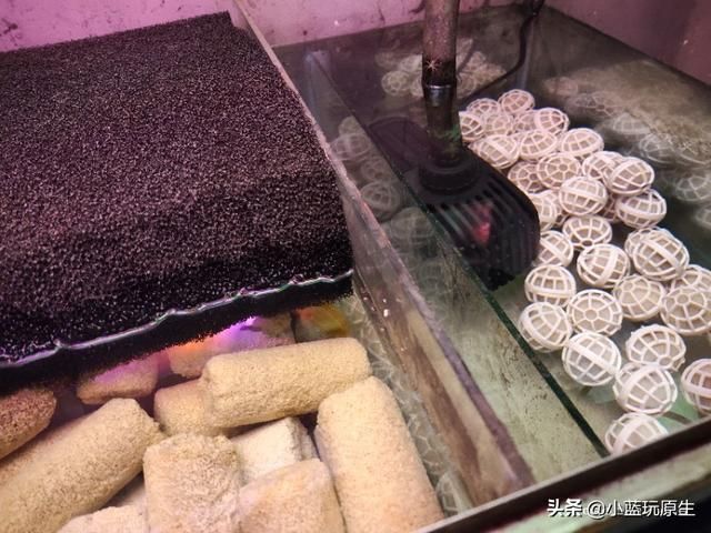 去除鱼缸褐藻最好办法（鱼缸爆褐藻的详细原因）(4)